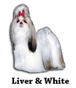 Liver & White