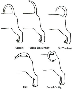 what does it mean when a dogs tail is curved